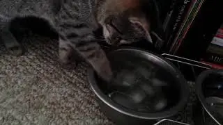 Bobbing for ice cubes!♡