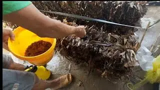 nắm rơm từ lá chuối