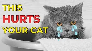 These 10 COMMON Things Can HURT Your CAT!