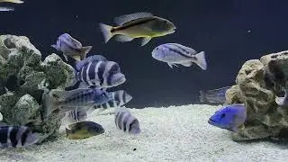 New Predator Haps added to the African Cichlid Tank