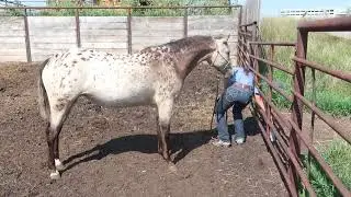 2023 Buckwheat N Honey fly spray and feet handling
