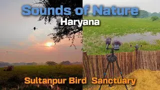 Sultanpur Bird Sanctuary - Sounds of Nature - Field Recording