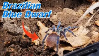 Das BESTE Terrarium Setup f&uuml;r Anf&auml;nger 2025! Dolichothele diamantinensis