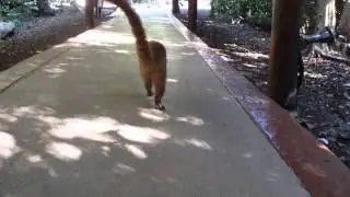 Coati / Nasua makes a catwalk - Grand Palladium Resort Playa Kantenah, Riviera Maya, White Sands