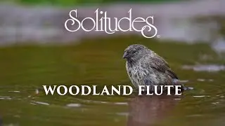 Dan Gibson&rsquo;s Solitudes - Source of Peace | Woodland Flute