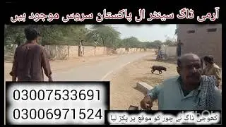 Army dog centre |Khoji fauji dog centre number|khoji kutta |آرمی ڈاگ سینٹر نمبر کھوجی کتا نمبر فوجی 