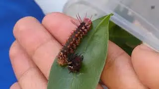 Citheronia laocoon ecdise