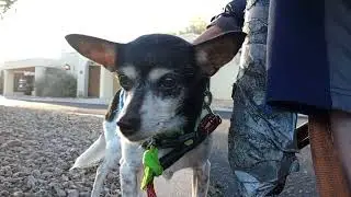 ChaCha Paco afternoon doggie walk midway rest area Love having our doggies in Sun 20260117 164621646