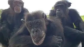 Veterinarian, Dr. Lisa Lewis Introduces Lisa the 1st - Save the Chimps
