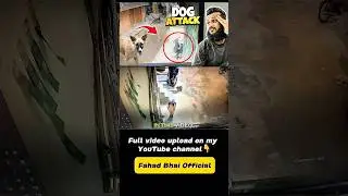 Dog Attack on my son 😳 #viral #shorts