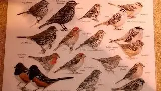 Southern California Bird Identification Guide