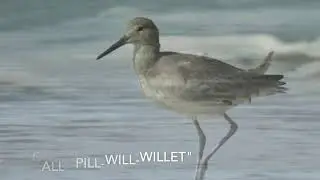 Willets