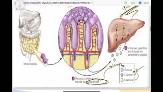 Glycolysis Biochemistry 1