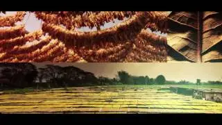 Cavallo Pure -Review of cigarettes Adobe After Effect Project