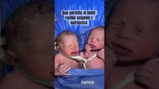El cord&oacute;n umbilical conecta al beb&eacute; desde su ombligo con la madre por medio de la placenta ❤️