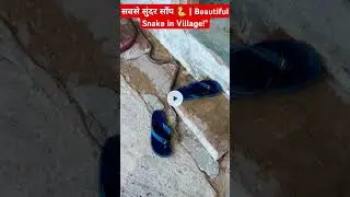 सबसे सुंदर साँप 🐍 | Beautiful Snake in Village!