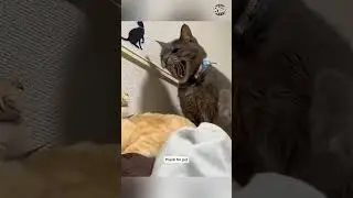FunnyAnimals #shorts