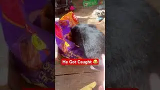 He was caught red handed! #cats #animals #explore #funny #nature #food #67 #funpage #funniestvideo