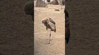 Cute & Calm: Young Grey Crowned Crane One-Leg Grooming Moment, Bird #birdlovers #birdbehavior #cute