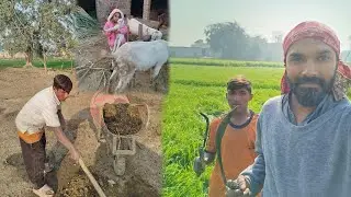 Kheto Mein Pani Aur | maweshion Ki دیکھ بھال | Asad Pendu vlog 