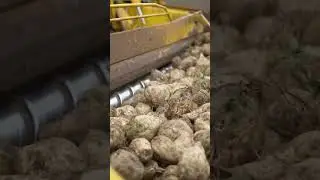 Sugar beet Harvest 2024