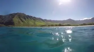 Dolphins and Tide Pools