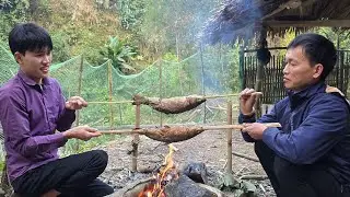 Quang and his father went to dig up taro to sell - Transferring the fish to another place, cooking