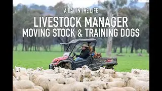 A Day in The Life: Livestock Manager - Moving Stock & Training Dogs