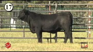 Lot 17 - Oaks Ms Csonka 99Y14