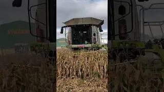 Claas Lexion 770 #agriculture #farming #combine#corn #class
