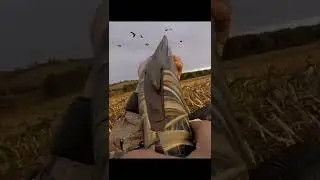 Over and Under goose hunting Day.