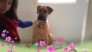 Dog tricks - Teaching how to balancing | Amelia FunTime