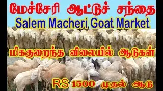 சேலம் மேச்சேரி ஆட்டு சந்தை | Salem Mecheri Goat Market | mecheri santhai | mecheri sheep market