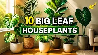 10 Big Leaf Houseplant's | Transform Your Home with Big Leaf Plants
