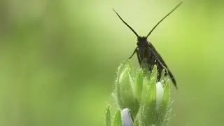 Moth On A Flower Bud Stock Video