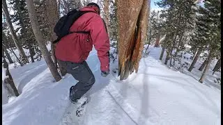 June Mountain Tree Run 2025
