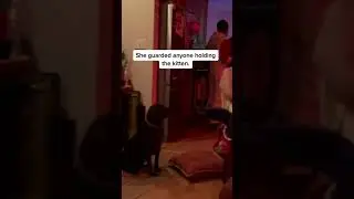 #catobsessed #kitten #dogsofttiktok #doglovescat #gooddog #dogcatfriends