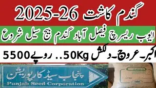Certified Wheat seeds Sale start Punjab Seed Corporation Ayub Research Center #Akbar #Arooj #Dilkash
