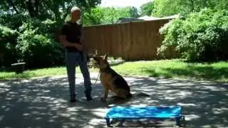 Allen dog training | Harley the German Shepherd | Redeeming Dogs - Tod McVicker, dog trainer