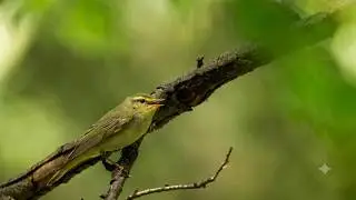 Wood warbler 'spinning coin' song (Phylloscopus sibilatrix)