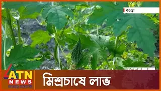 একই সাথে করলা ও শিম চাষ | Bogra Twin Crop | ATN News