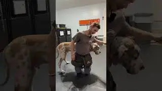 ОГРОМНЫЙ щенок немецкого дога провел свой первый урок #гретдан #щенокгреатскогодога #гретдане #жи...