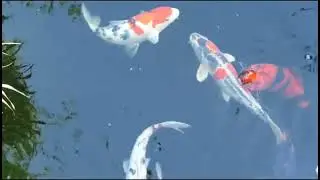 how can fish swim