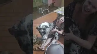Esse cachorro &eacute; folgado! kkkk #viral #pets #greatdane #folgado