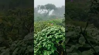 Sri Lanka&rsquo;s Hidden Paradise🍀🌿 #trending #shorts #foryou #nature #beutifull #europe #adventure