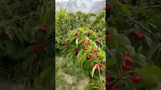 The beauty of cherries in the Hunza region of Gilgit Baltistan