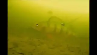 Балансир матросик