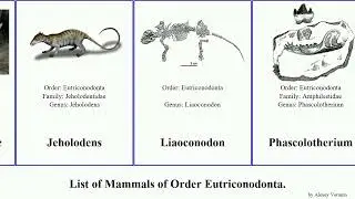 List of Mammals of Order Eutriconodonta. North Gobiconodontidae Phascolotherium Migration Sound