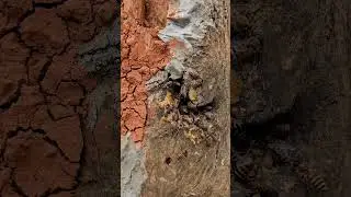 Wild Honeybees Discover a New Home