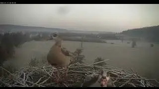 Lindheim/D          Life in Wilma&rsquo;s stork nest: Egyptian geese and jackdaws as visitors.